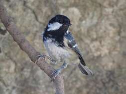 Image of Periparus ater ater (Linnaeus 1758)