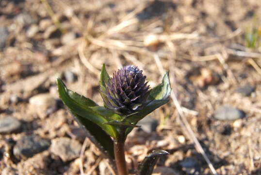 Слика од Lagotis minor (Willd.) Standley