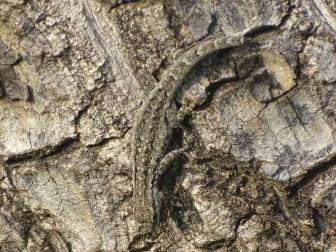 Image of Chevron-throated dwarf gecko