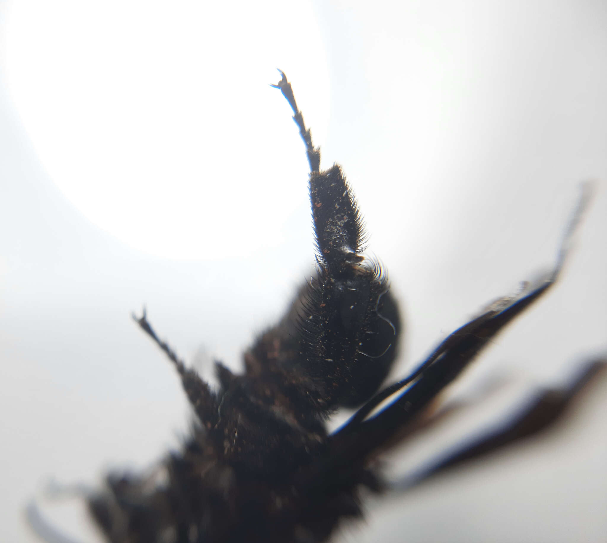 Image of Bombus morio (Swederus 1787)