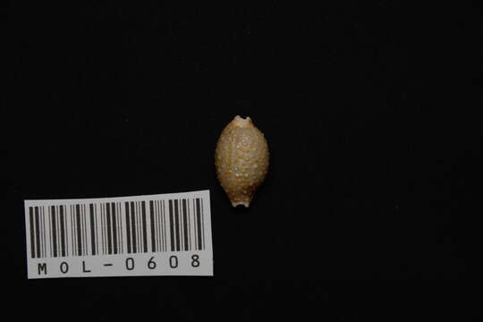 Image of Kernel cowry