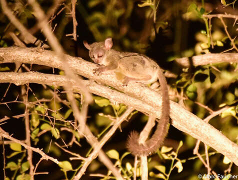 Image of Senegal Bushbaby