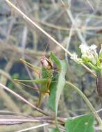 Orchelimum (Orchelimum) concinnum Scudder & S. H. 1862的圖片