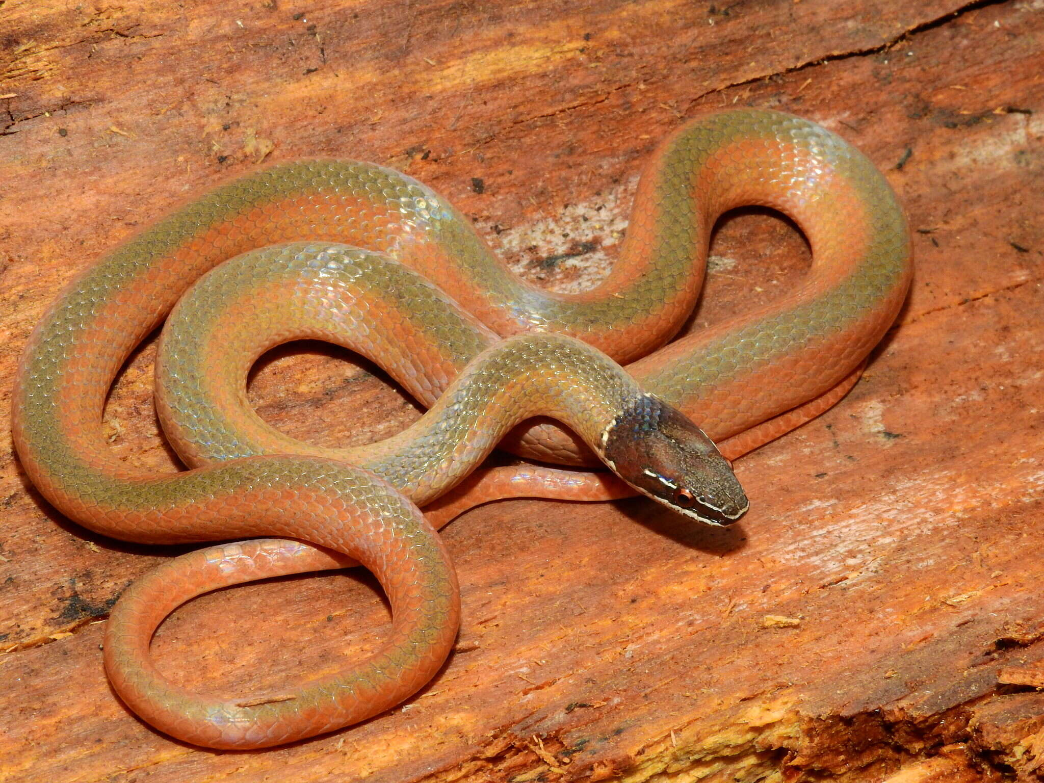 Image of Crowned Graceful Brown Snake