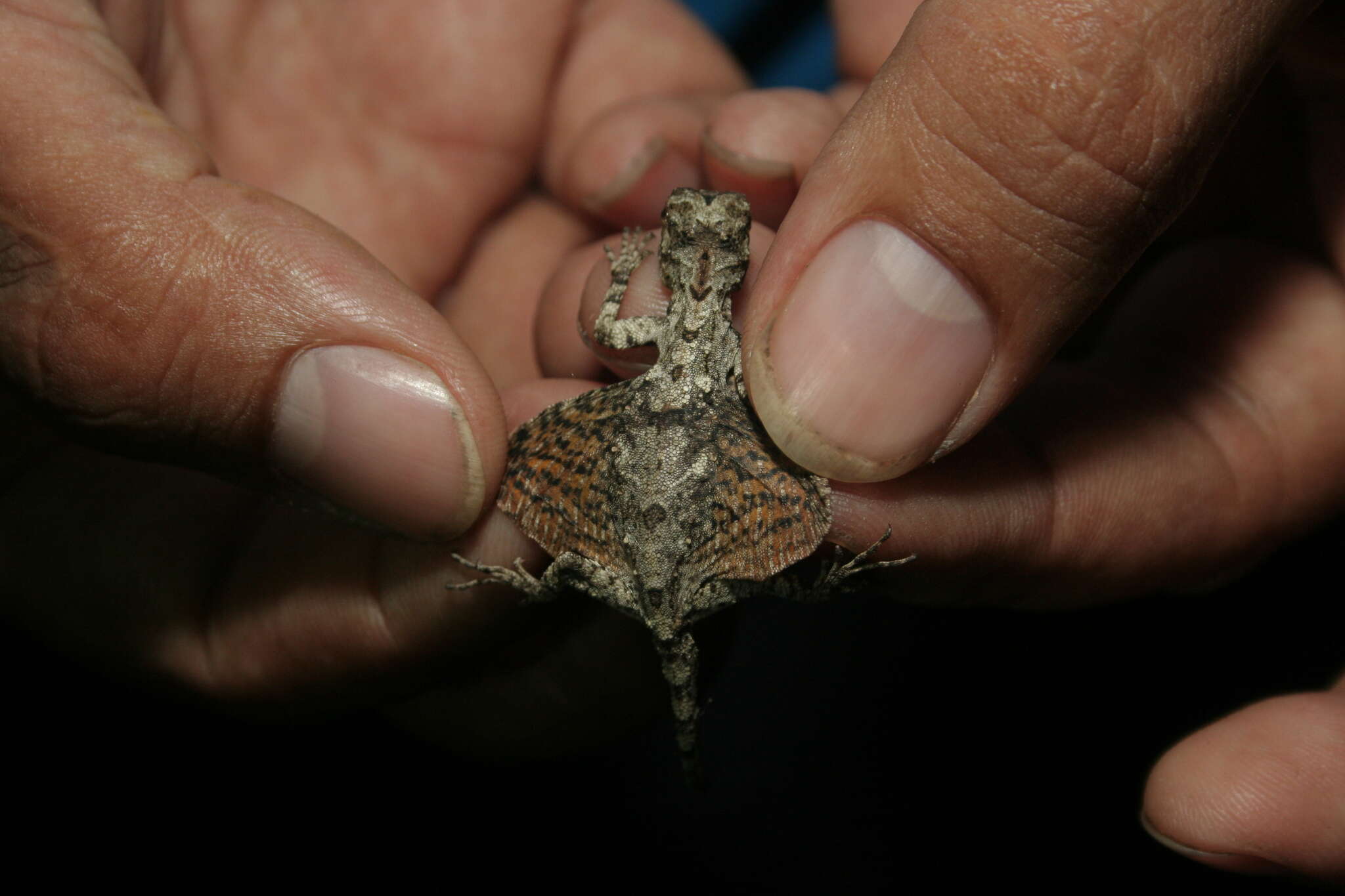 Image of Asian Gliding Lizard