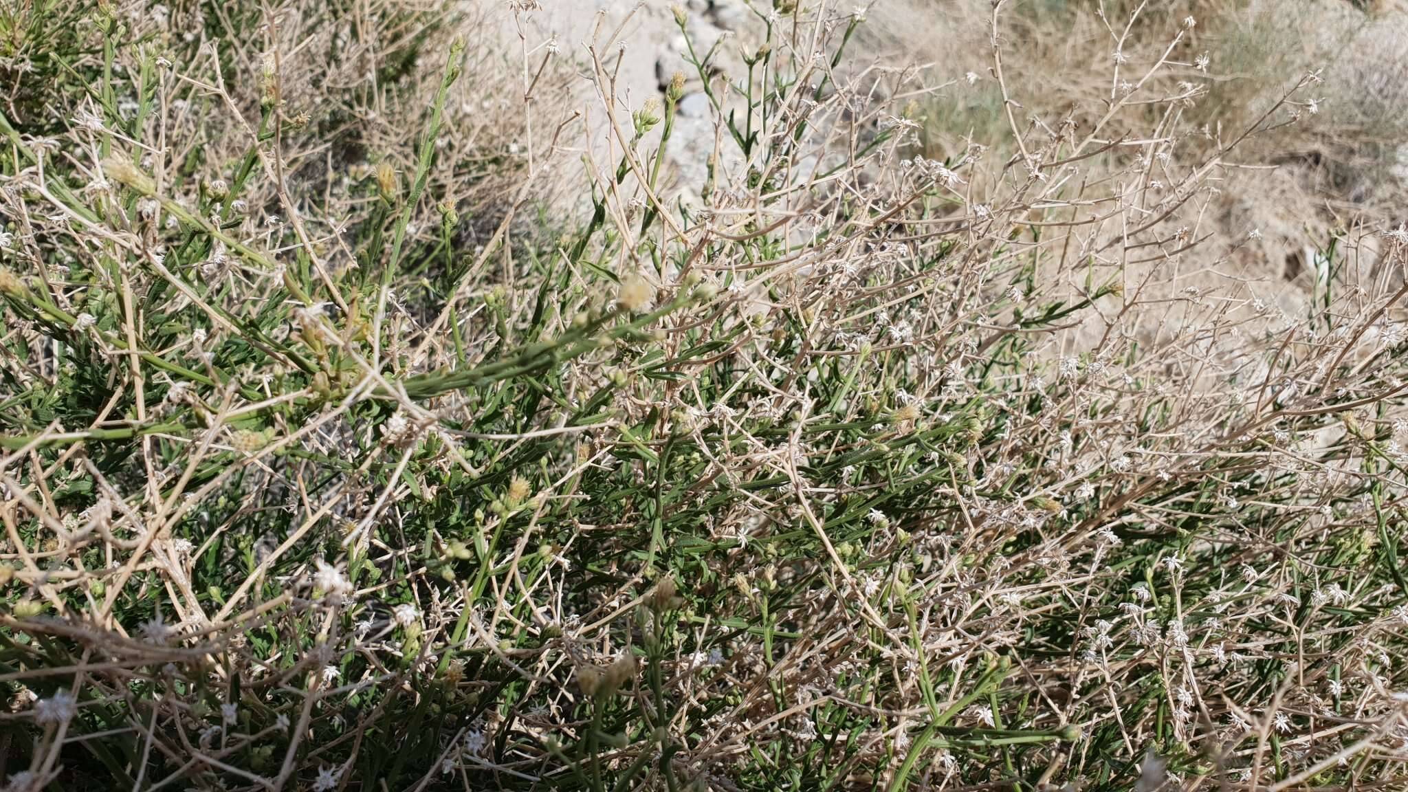 Image of shortleaf baccharis