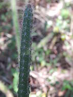 صورة Praecereus euchlorus (F. A. C. Weber ex K. Schum.) N. P. Taylor