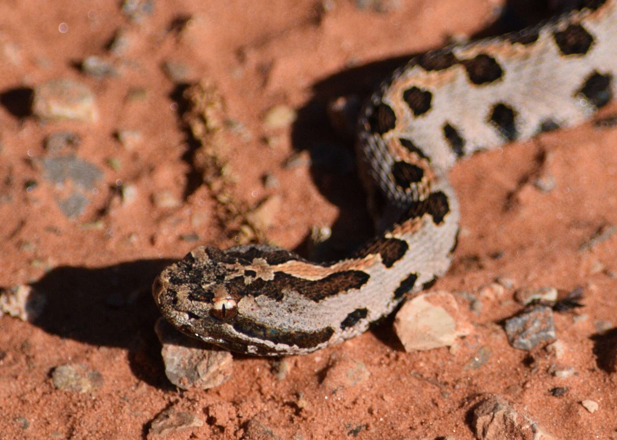 Слика од Sistrurus miliarius streckeri Gloyd 1935