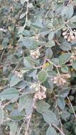 Image of orange cotoneaster