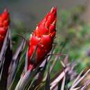 Tillandsia turneri var. orientalis L. B. Sm. resmi