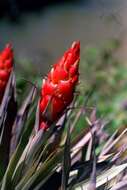 Tillandsia turneri var. orientalis L. B. Sm. resmi