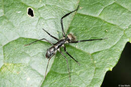 Image of Myrmecotypus tahyinandu