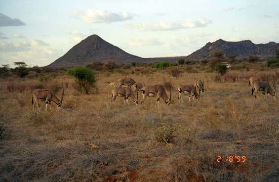 Image of Beisa Oryx