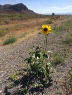 Image of common sunflower