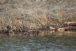 Image de Tayra, Grison, Ratel, Martres, Belettes, Hermine