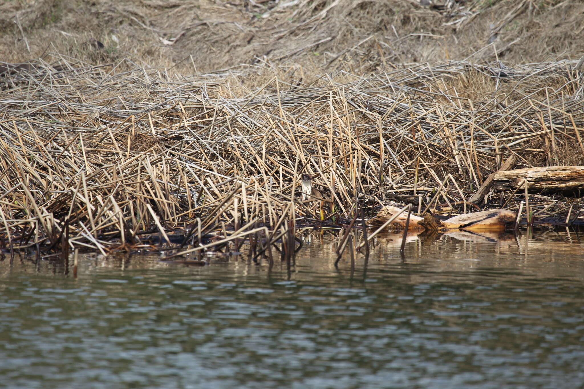 Image de Tayra, Grison, Ratel, Martres, Belettes, Hermine