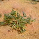 Image of Pelargonium redactum P. Vorster