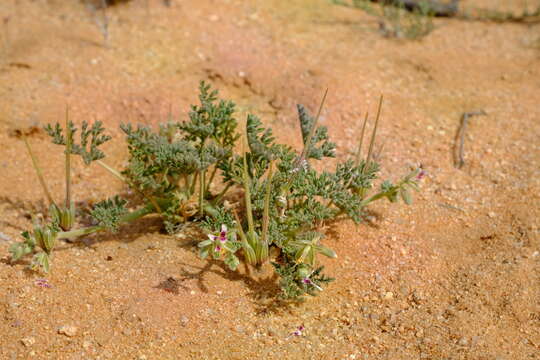 Image of Pelargonium redactum P. Vorster