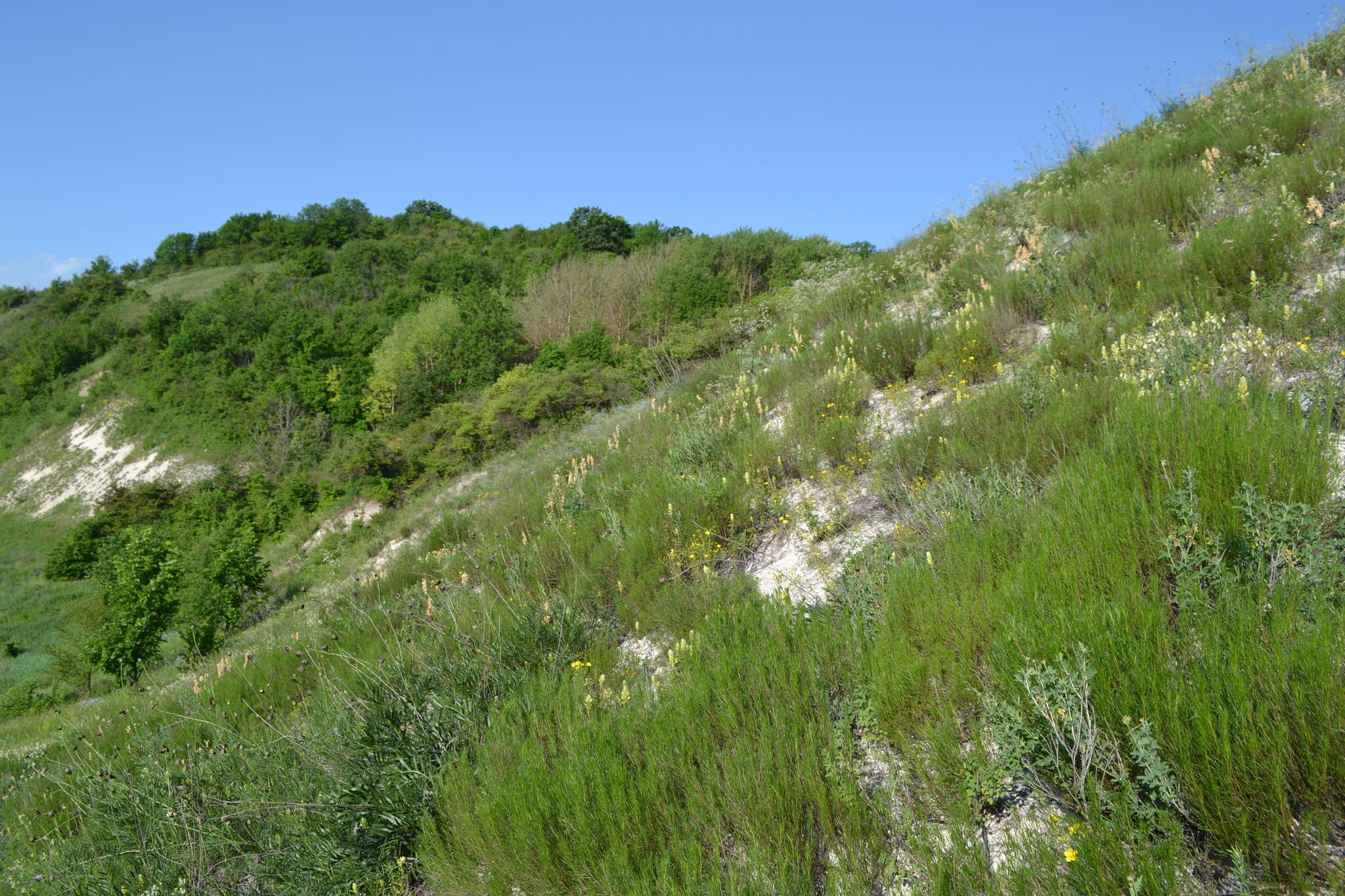 صورة Artemisia salsoloides Willd.