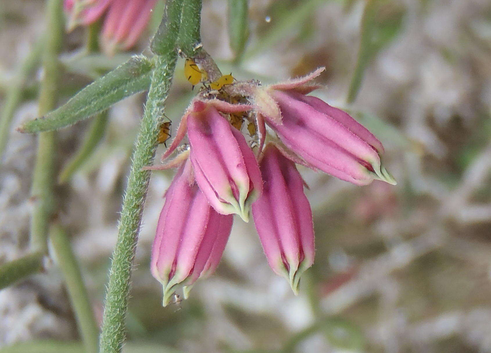 Image of Microloma sagittatum (L.) R. Br.