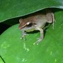 Image of Paulo's Robber Frog