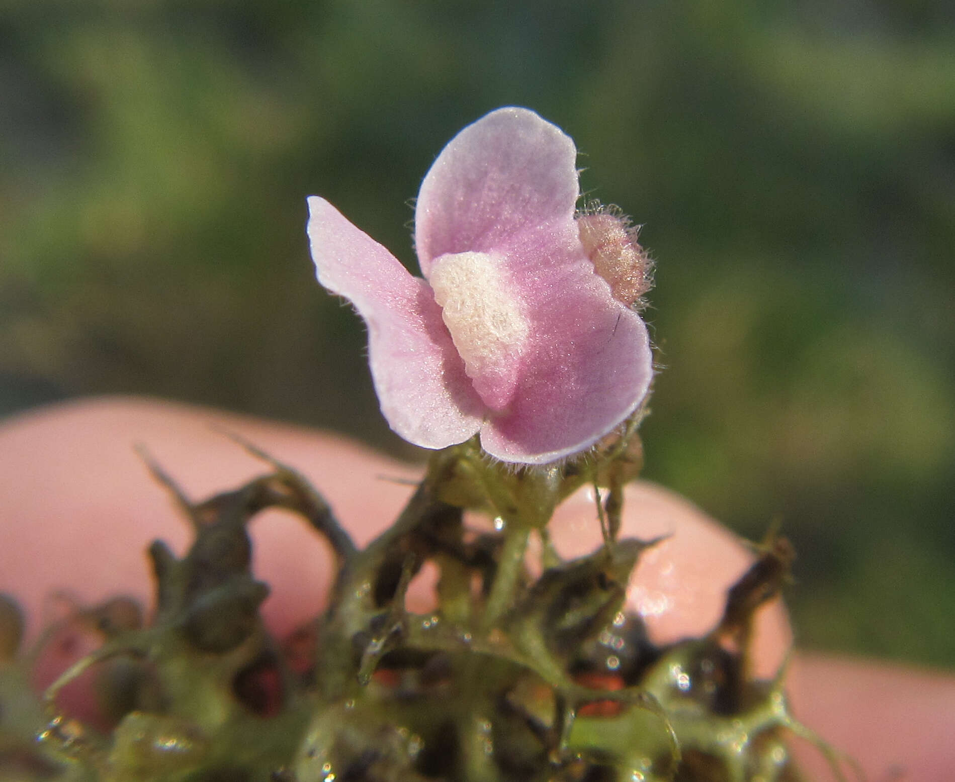 Image of Utricularia raynalii P. Taylor