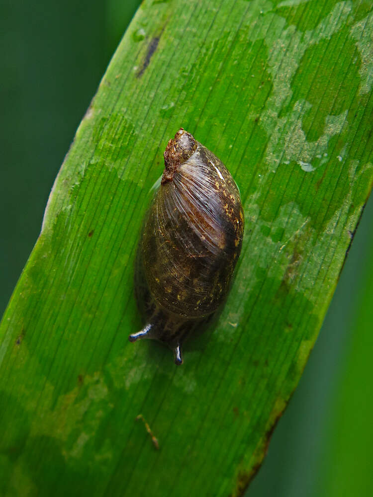 Image of pfeifers amber snail