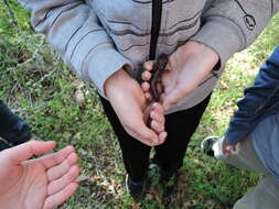 Image of Arboreal Salamander