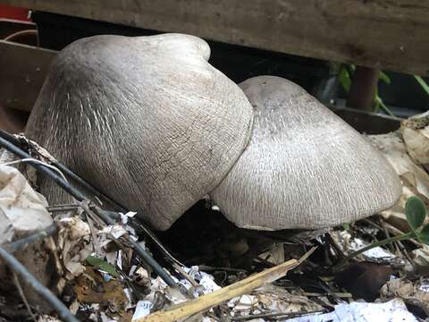 Image of straw mushroom