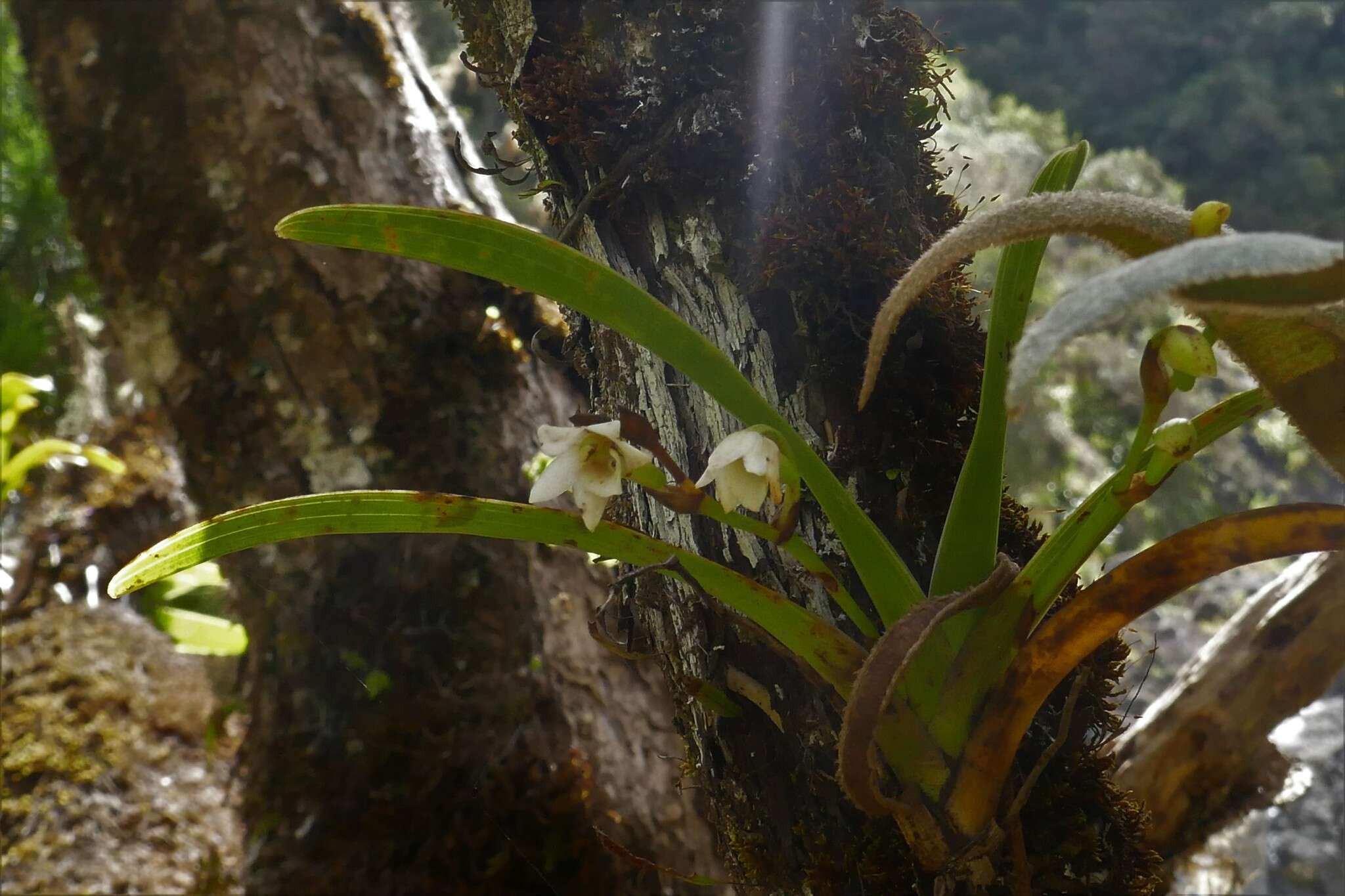 Image de Angraecum striatum Thouars