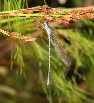 Image of Austrolestes cingulatus (Burmeister 1839)