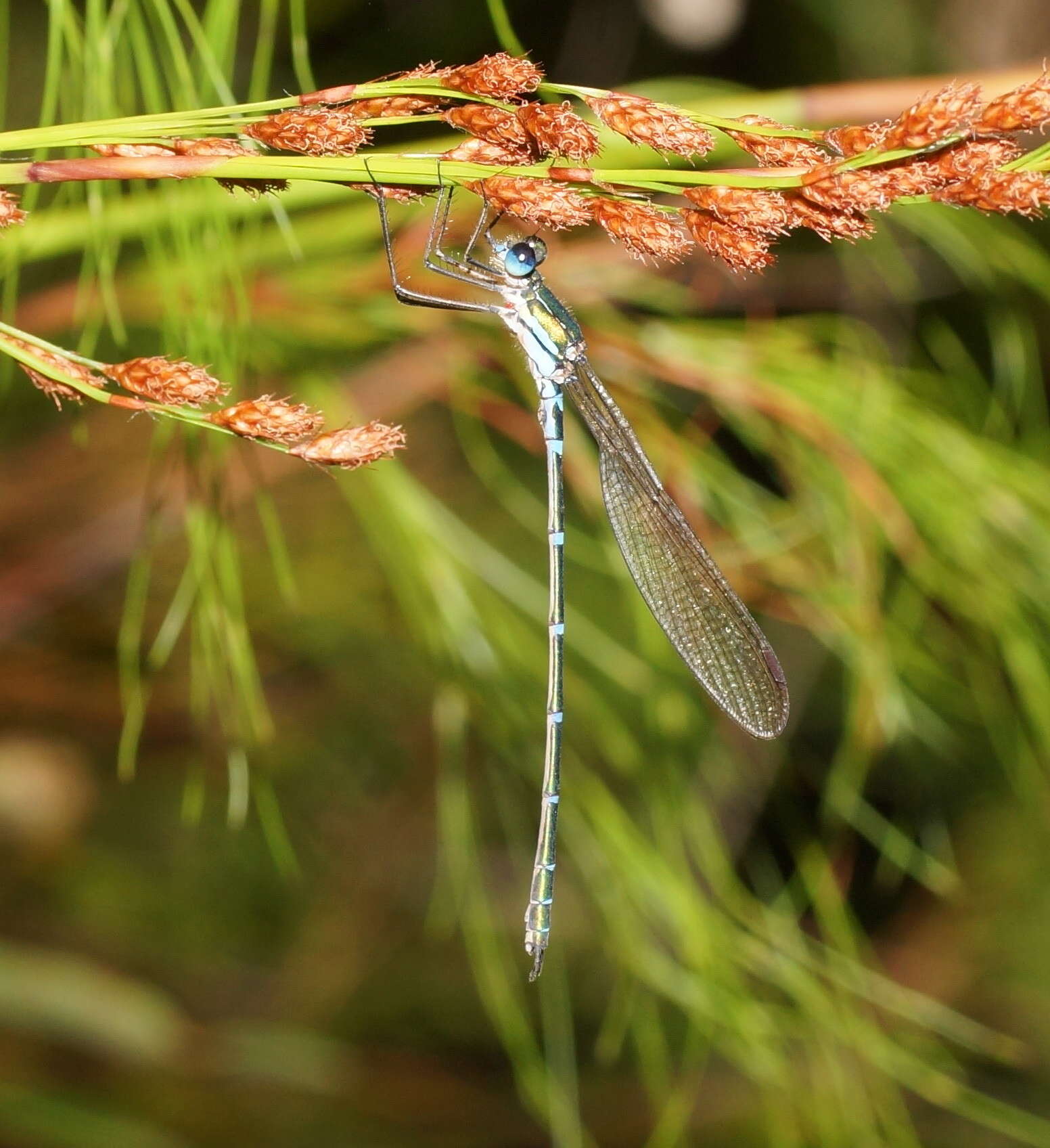 Image of Austrolestes cingulatus (Burmeister 1839)