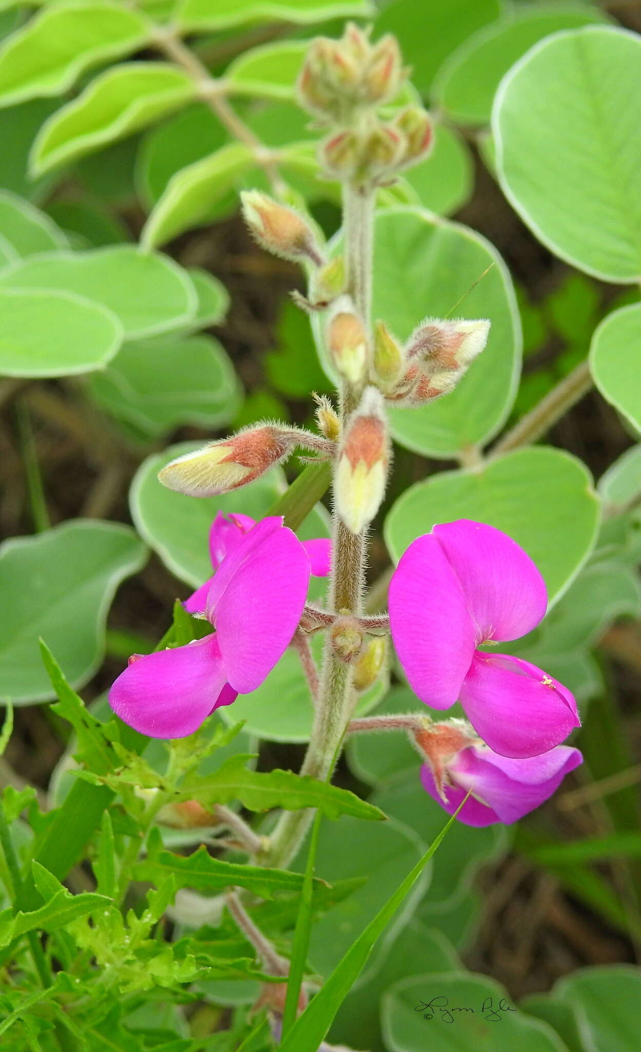 Image of Lindheimer's hoarypea