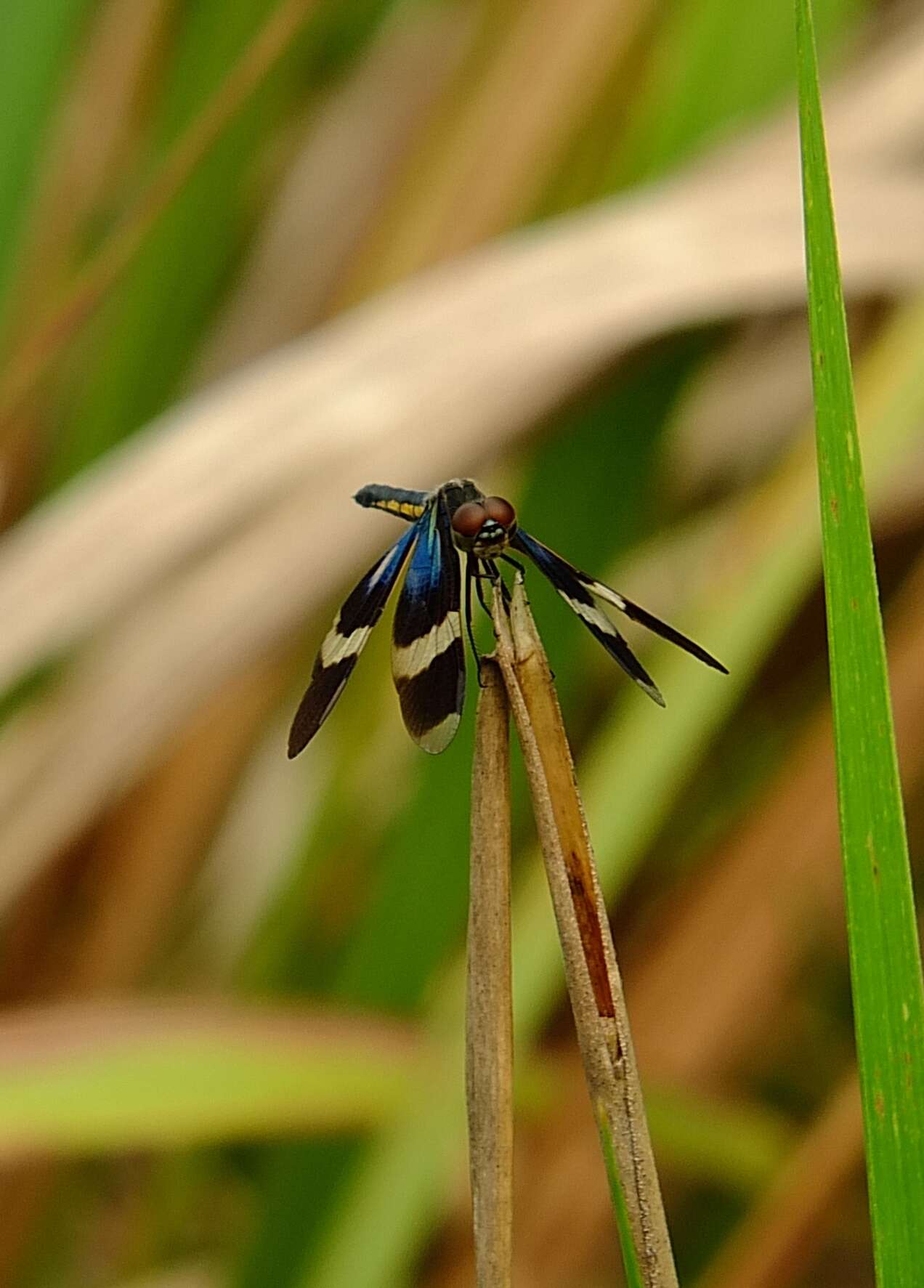 Image of Zenithoptera viola Ris 1910