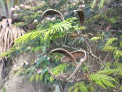 Image of Calliandra pittieri Standl.