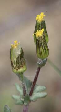 Image of chaparral ragwort