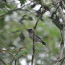 Image of Thamnophilus caerulescens cearensis (Cory 1919)