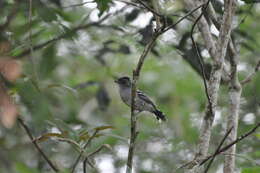 Imagem de Thamnophilus caerulescens cearensis (Cory 1919)