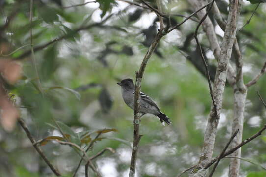 Image of Thamnophilus caerulescens cearensis (Cory 1919)