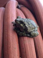 Image of Gray Treefrog