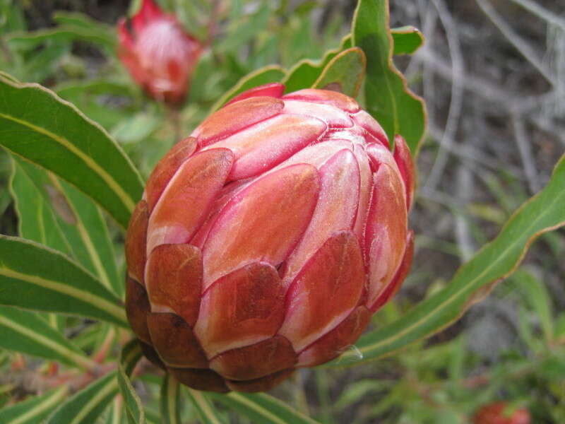 Image of Stink-leaf sugarbush