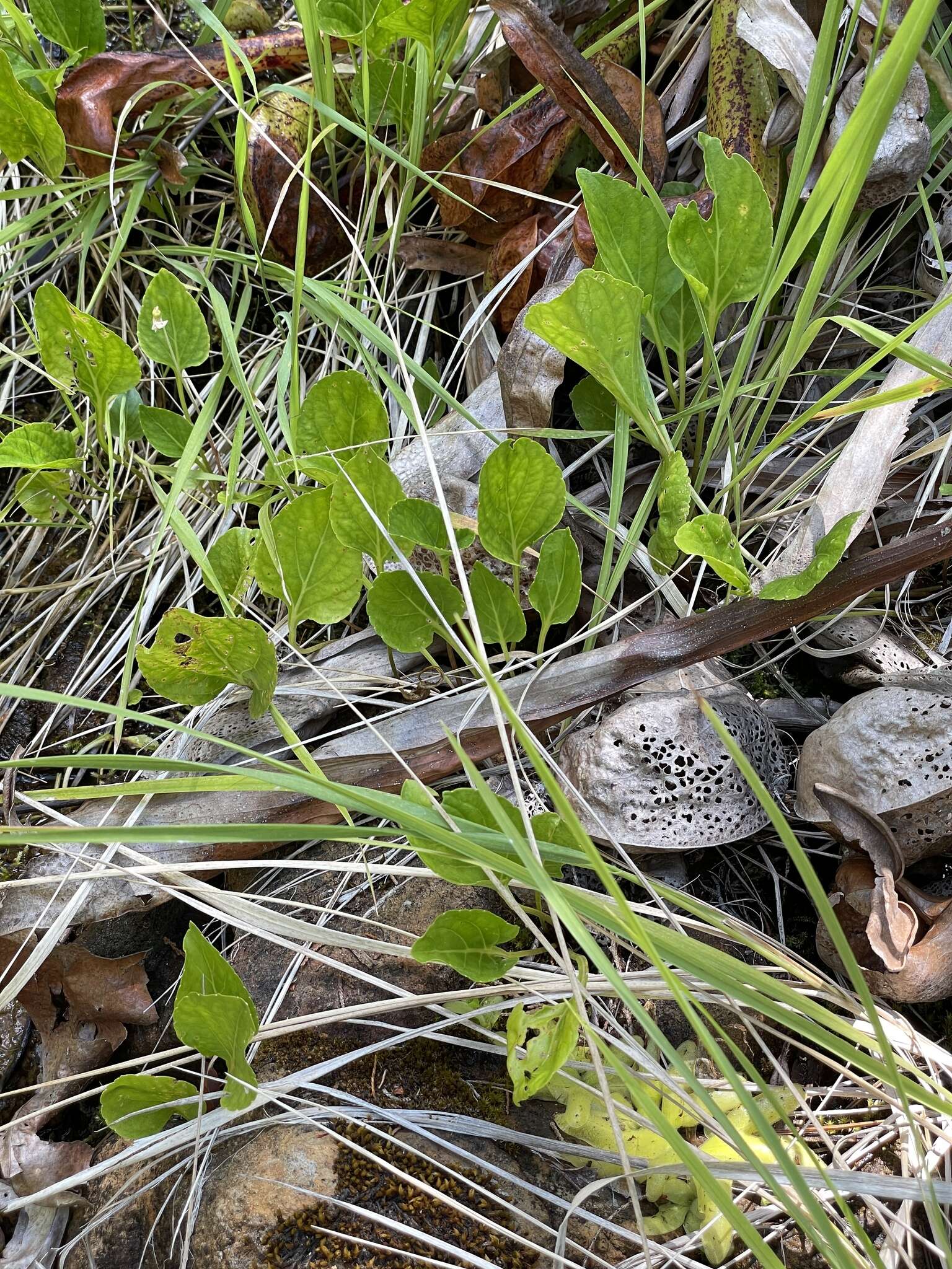 Viola primulifolia var. occidentalis A. Gray resmi