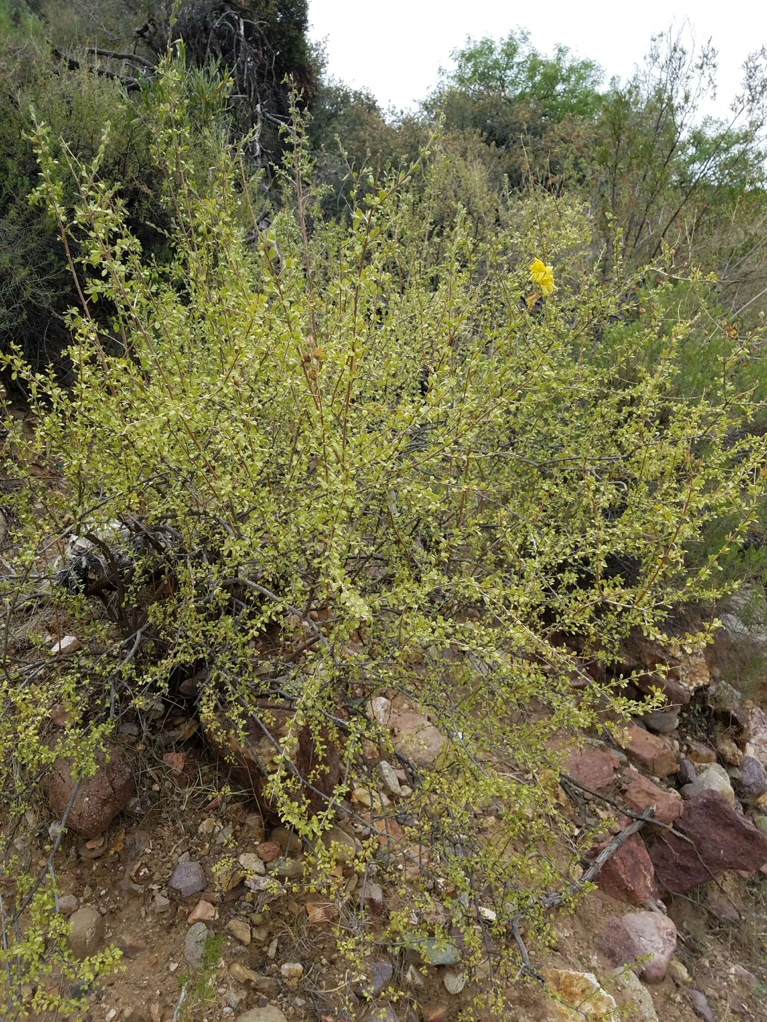 Image of snapdragon penstemon