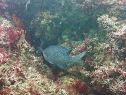 Image of Blacksmith Chromis