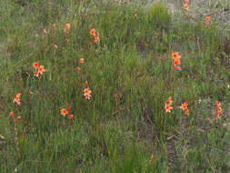 صورة Watsonia stenosiphon L. Bolus