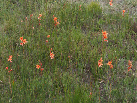 Imagem de Watsonia stenosiphon L. Bolus