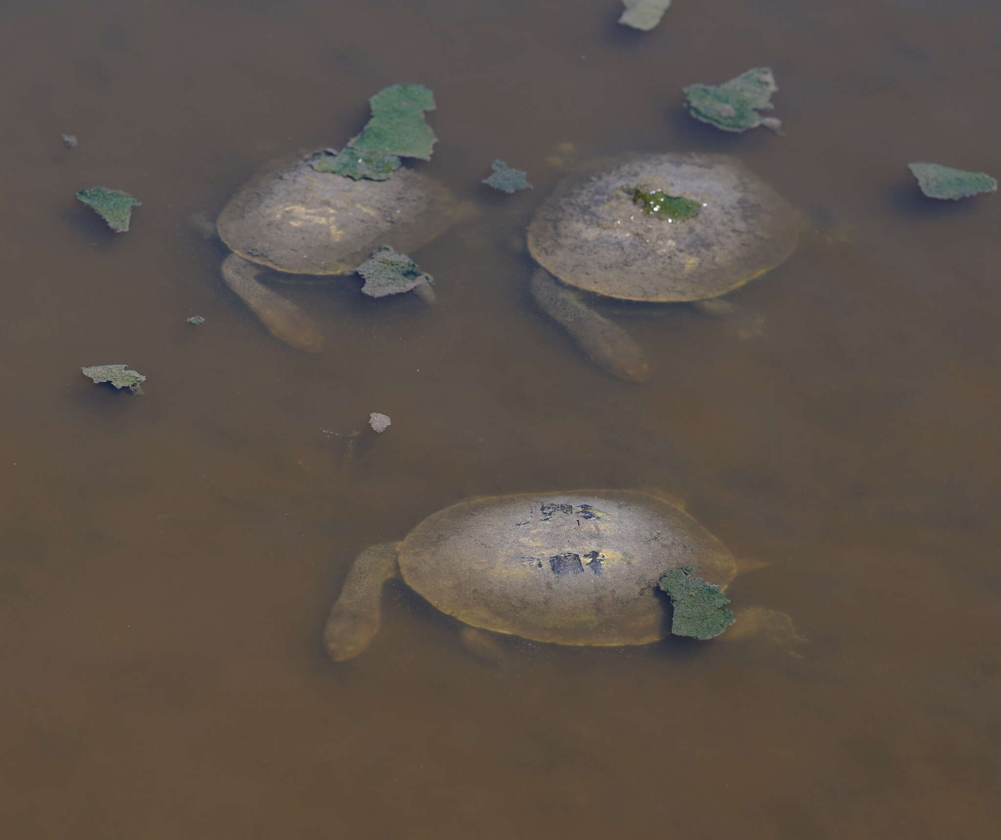 Image of Common Snake-necked Turtle