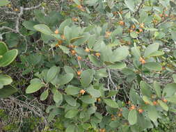 Plancia ëd Pterocelastrus tricuspidatus (Lam.) Walp.