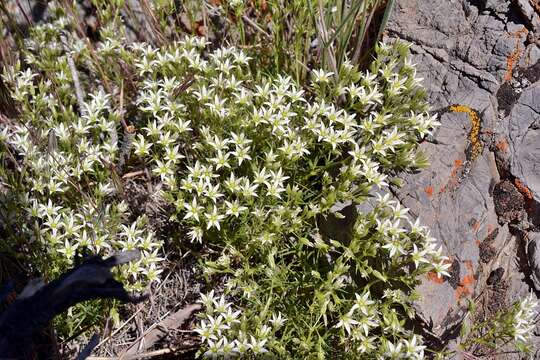 Imagem de Sabulina nuttallii var. fragilis (Maguire & A. H. Holmgren) Dillenb. & Kadereit