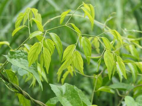 Image of Ventilago leiocarpa Benth.